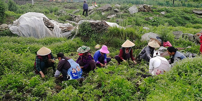 怒江昂可達(dá)：中藥材種植應(yīng)采用生態(tài)農(nóng)業(yè)模式