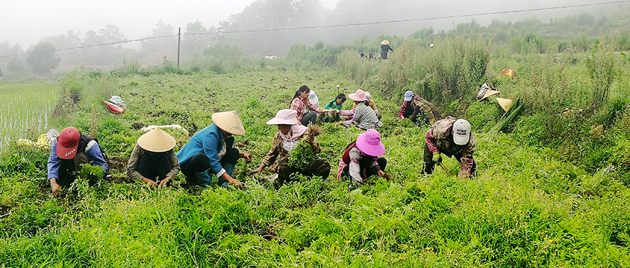 中藥材產(chǎn)地直供