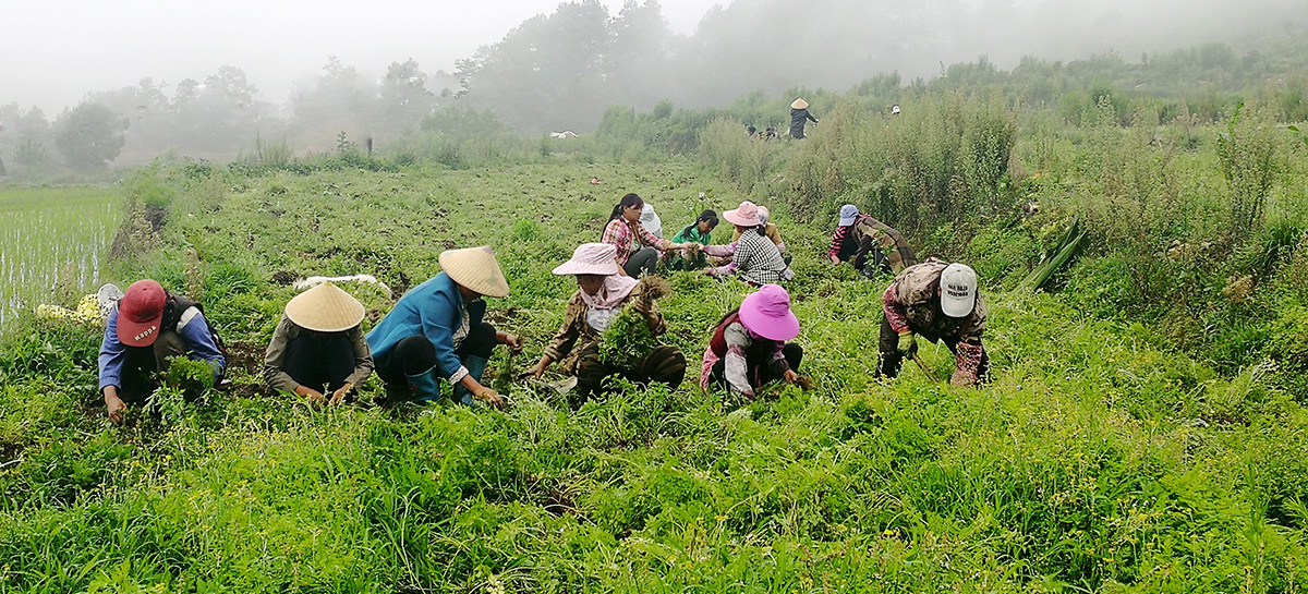 中藥材產(chǎn)地直供