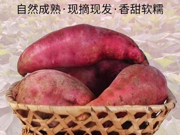 怒江農(nóng)特產(chǎn)品紅薯直供