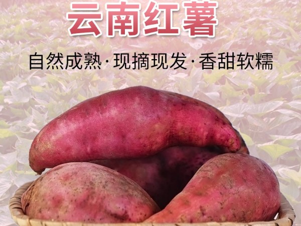 怒江農(nóng)特產(chǎn)品紅薯直供